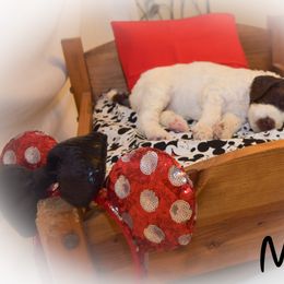 Goldendoodle Puppies from Tbear's Doodles