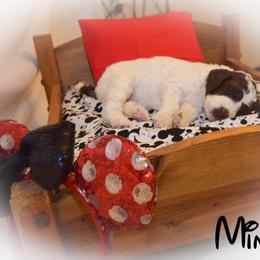 Goldendoodle Puppies from Tbear's Doodles