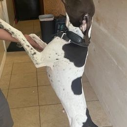 German Shorthaired Pointers from Barker GSP
