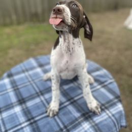 German Shorthaired Pointer and Jack Russell Terrier Puppies from Ivy Creek Kennels