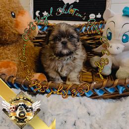 Chihuahua and Shih Tzu Puppies from C&E Royal Shih Tzu