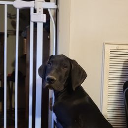 Great Dane Puppies from Trisha Self's Great Danes