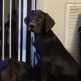 Great Dane Puppies from Trisha Self's Great Danes