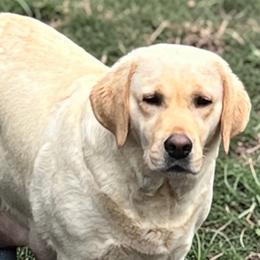 Ava - Labrador Retriever
