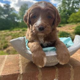 Peter - Red  male Goldendoodle puppy in Taylorsville, North Carolina from Doggone Dixie Doodles