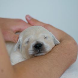 Girl Purple - Golden Retriever puppy in California from Gildea Goldens