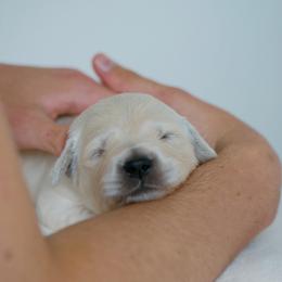 Girl Purple - Golden Retriever puppy in California from Gildea Goldens