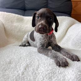 Banner - Liver roan male German Shorthaired Pointer puppy in Dugspur, Virginia from Pilgrims Trails Shorthairs