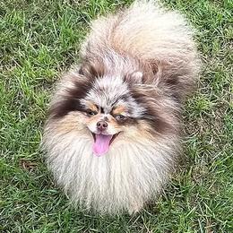 Canyon - Pomeranian