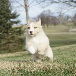 Dagney - Yellow female Australian Shepherd puppy in Holmesville, Ohio from Coffee Run Spring at Miller Farms