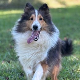 Champagne - Shetland Sheepdog
