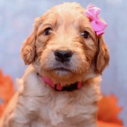 Goldendoodles from Taylor Tails