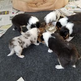 Collie Puppies from Maclen Collies