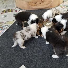 Collie Puppies from Maclen Collies