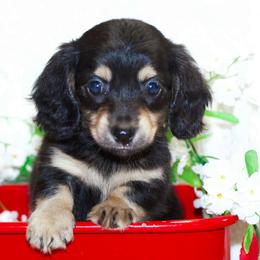 Lane - Black and cream male Dachshund puppy in Bellville, Ohio from JK Mini Doxies