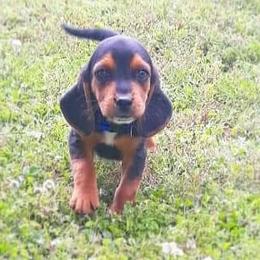 Beagle Puppies from Rajun Cajun Kennels