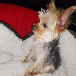 Cobi - Yorkshire Terrier