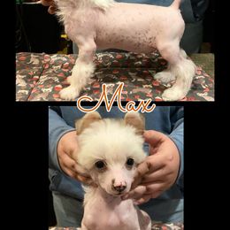 Chinese Crested and Poodle Puppies from Ariella Standard Poodles & Chinese Cresteds