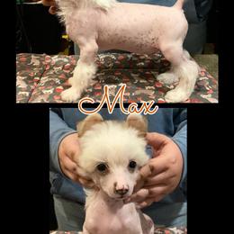 Chinese Crested and Poodle Puppies from Ariella Standard Poodles & Chinese Cresteds