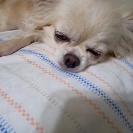 Masha - Chihuahua