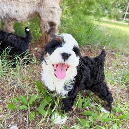 Valley - Tri-color female Bernedoodle puppy in Wamego, Kansas from Doodles of Oz