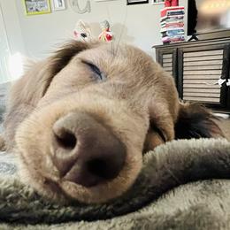 Dachshund Puppies from HP Dachs