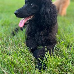 Bess - Poodle
