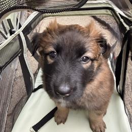Pink Collar - Fawn and black female Belgian Tervuren puppy in Buffalo, New York from Nordstern Tervuren