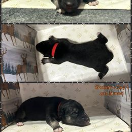 Skeleton - Black tan and white female Siberian Husky puppy in Canton, Ohio from Bleu Skies Siberian Huskies