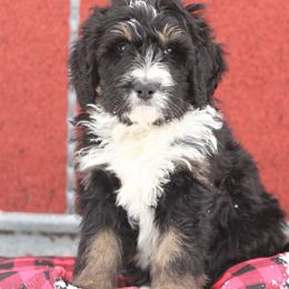 Bernedoodle Puppies from Richardville Hunde