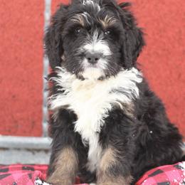 Bernedoodle Puppies from Richardville Hunde