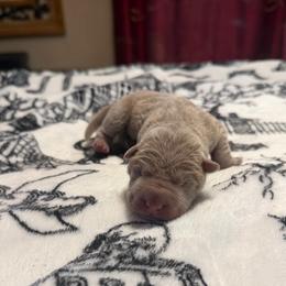 Solstice - Lilac dilute female Chinese Shar-Pei puppy in Auburn, Kansas from Justin's Chinese Shar-Pei