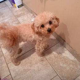 Enzo - Poodle