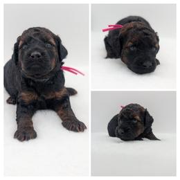 Pink Girl - Sable - Wheaten female Whoodle puppy in Kalispell, Montana from Countryman Whoodles
