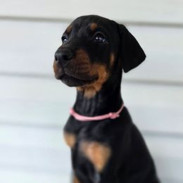 Pink - Black and rust female Doberman Pinscher puppy in Denham Springs, Louisiana from Franklin Dobermans
