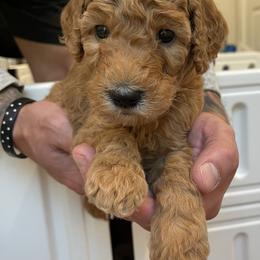 Aussiedoodle and Goldendoodle Puppies from Cozy Creek Doodles