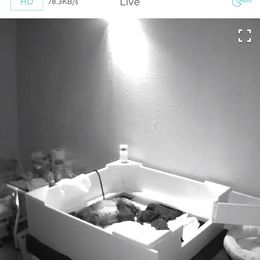 Miniature Schnauzer Puppies from Laurel Crown Schnauzers