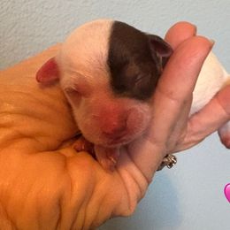 Maple - Parti female Yorkipoo puppy in Carlotta, California from Lost Coast Bernese Mountain Dogs