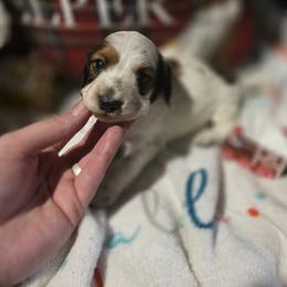 Dachshund Puppies from Green Thumb Farms