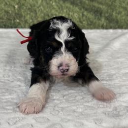 Jonah - male Australian Mountain Doodle puppy in Lincoln, Nebraska from GRand Doodles