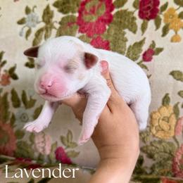 Lavender - Parti female Goldendoodle puppy in Aubrey, Texas from The Parrish Doods