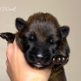 Periwinkle Collar - Sable male German Shepherd puppy in Orlando, Florida from AceHaven Canines