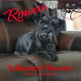 Rowan - Miniature Schnauzer