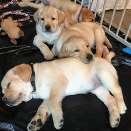 Labrador Retriever Puppies from Almost Like Home Services and Breeding