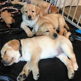Labrador Retriever Puppies from Almost Like Home Services and Breeding
