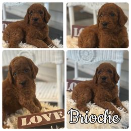 Brioche - Red  male Poodle puppy in Dayton, Texas from Wolfe Island Poodles
