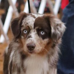 Autry - Miniature Australian Shepherd