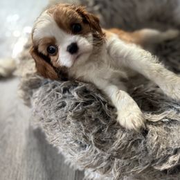 Sully - Blenheim male Cavalier King Charles Spaniel puppy in Rockville, Maryland from Skais the Limit Cavaliers