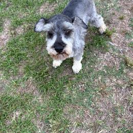 Chip - Miniature Schnauzer