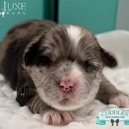 Morkie and Shorkie Puppies from Lil Luxe Pups
